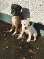 Boxer puppies, IKC registered for sale.