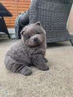 done deal chow chow