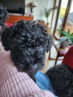 Toy Poodle for sale.