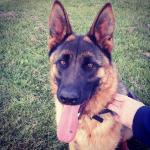 German Shepherd for sale.