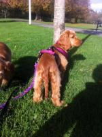 Luna- Full pedigree certification - for sale.