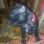 Staffordshire bullterier black for sale.