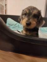 Miniature wirehaired Dachshund, IKC registered, PRACord1 clean for sale.