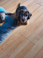Dapple Mini wirehaired Dachshund puppies, IKC registered for sale.