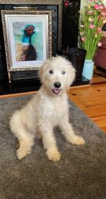 Golden Doodles in Offaly for sale.