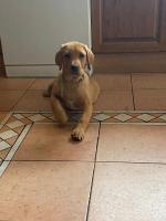 Male Labrador puppy in Mayo for sale.