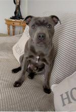 Zeus the IKC Registered Blue staffy in Tipperary for sale.