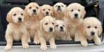 Fabulous Golden Retriever Puppies for sale.