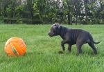 Champion Blue Staffordshire Bull Terrier Pups for sale.