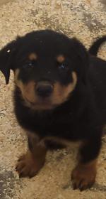 IKC Rottweiler puppies for sale.