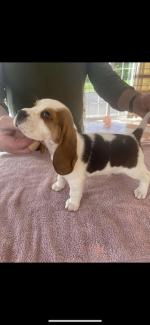 Beagle pups in Cork for sale.