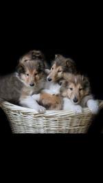 IKC Rough Collie puppies for sale.