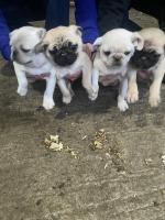 Pugs 4 puppies.   Only one fawn with black mask female left! for sale.