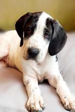 Great Dane, microchip by IKC for sale.