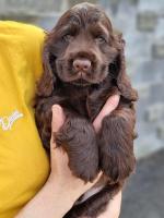 English Cocker Spaniels for sale.