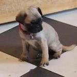 Pug puppies pbnr for sale.