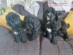 Bernadoodle puppies for sale for sale.