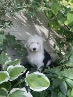 Old English Sheepdog for sale.