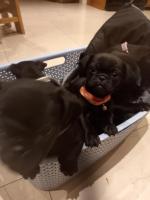Pug puppys for sale.