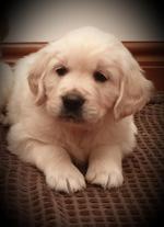 done deal puppies limerick