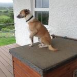 Whippet x Collie for sale.