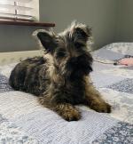 IKC Cairn Terrier for sale.