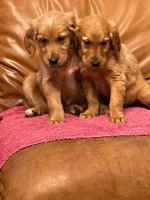 Gorgeous dark Golden Retriever puppies for sale.