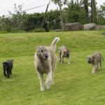 Irish Wolfhound puppies for sale.