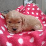 Cockapoo Puppies for sale.