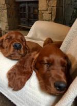 Irish Red Setter Pups for sale.