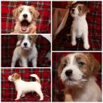 Jack Russell Terrier (rough coat) IKC reg for sale.