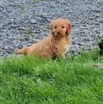 Cockapoo puppies in Laois for sale.
