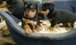 Black & tan Jack Russell puppies for sale.