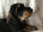 Wire haired dachshunds for sale.