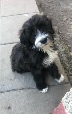 Beautiful Sheepadoodle puppies for sale.