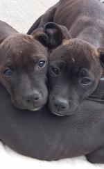 Staffordshire Bull Terrier puppies for sale.