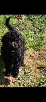 3/4 Poodles in Cork for sale.