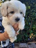 Shihpoo / bichon x puppies for sale.