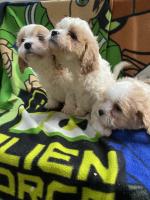 Cavachon puppies in Limerick for sale.