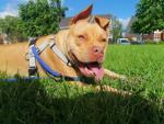 Amber the 2 year old American Bully for sale.