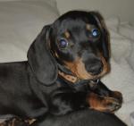 Smooth Haired Miniature Dachshunds - one male left for sale.