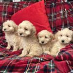 ⭐️Stunning Cockapoo pups in Kerry for sale.