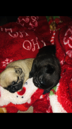 Female Pug puppy for sale.
