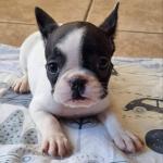 Lucky, Luna, Lilly & Lucy the French Bulldogs for sale.