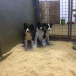 Collie pups in Sligo for sale.