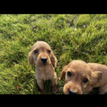 Cocker Spaniel puppies in Laois for sale.