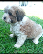 Teddy Bear puppies for sale.