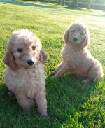 F1 B Doodle puppies for sale.