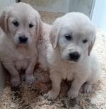 Golden Retriever Puppies for sale.