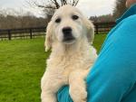 Chunky IKC Golden Retriever Puppies - Parents Health Tested for sale.
